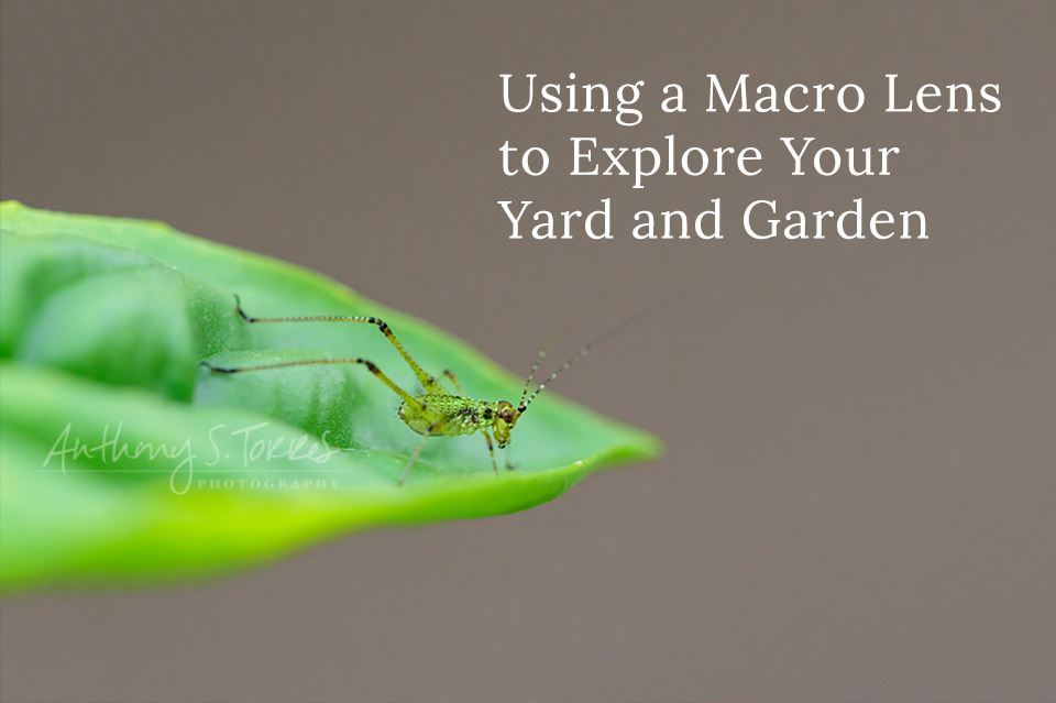 Macro lens photography in your yard and garden